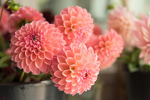 Peachy-pink dahlia blooms in a dark container