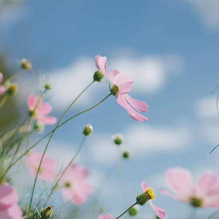 Field of flowers